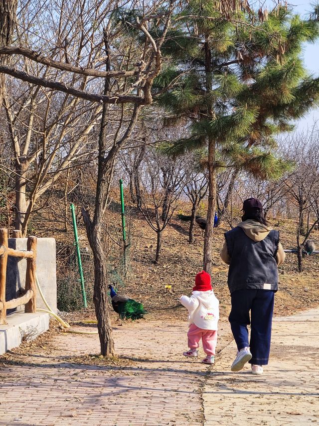 諸城動物園｜冬季寶藏小眾遛娃地