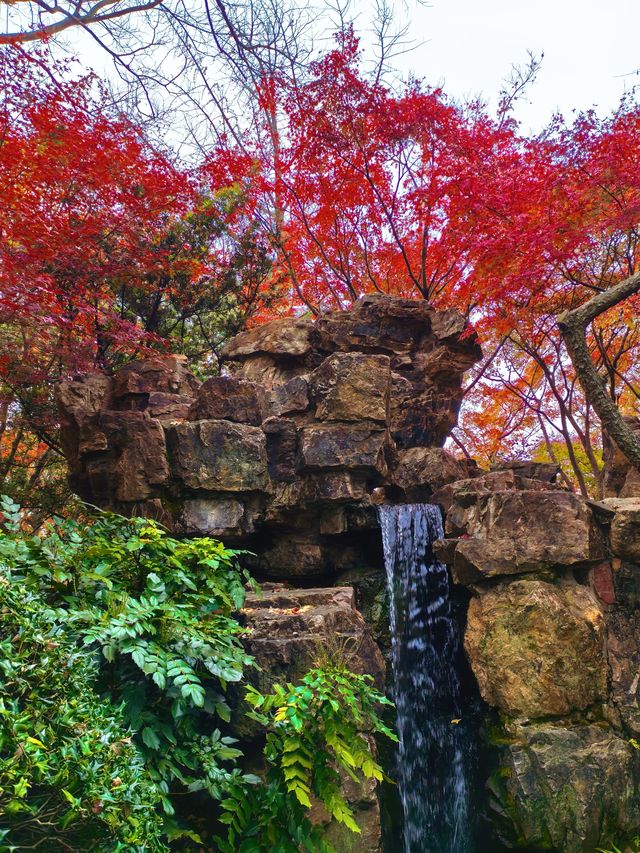 銀杏進入尾聲，秋霞圃的紅葉正當時
