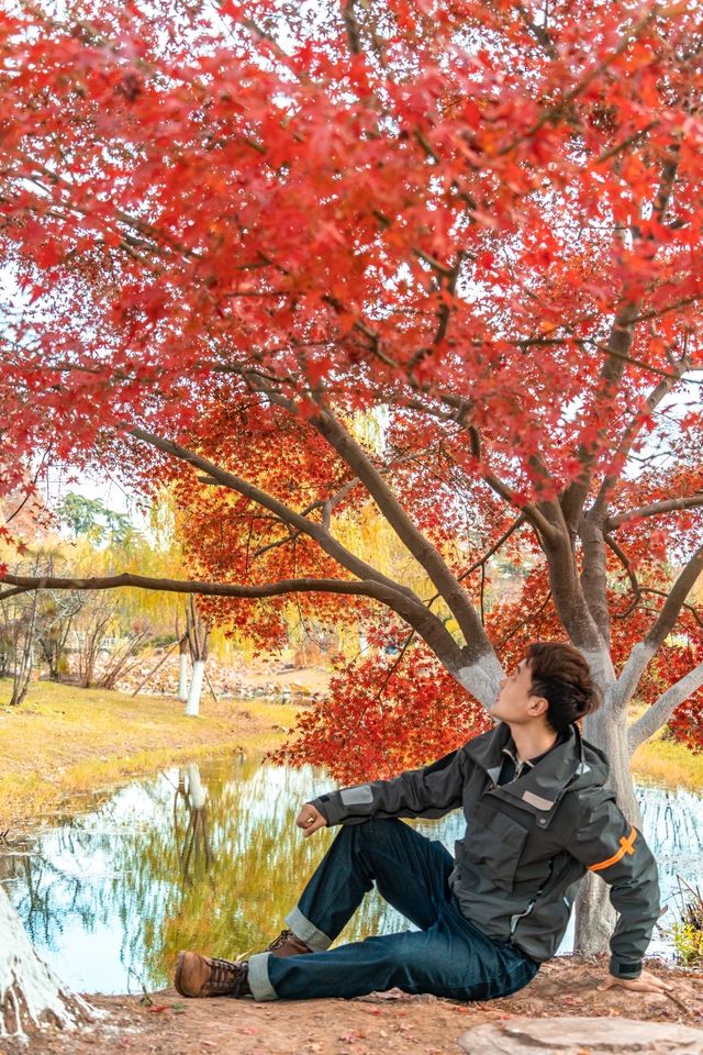 不是京都是武漢今年的楓葉真的紅了