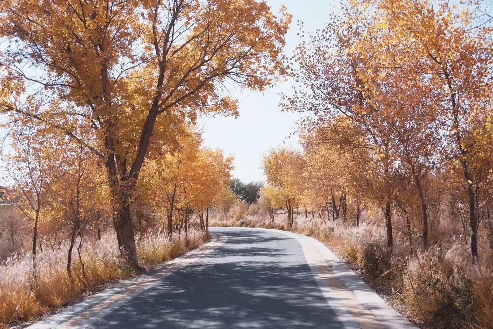 In autumn, walk in the green and golden landscape of Zepu