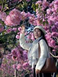 冬日限定｜河邊的紫色花海誰能抗拒