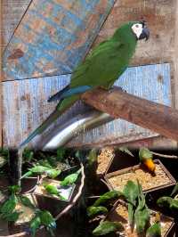 伊瓜蘇百鳥園