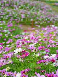 南山西麗·波斯菊花海正是賞花時候