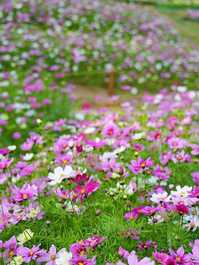 南山西麗·波斯菊花海正是賞花時候