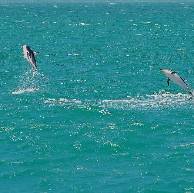 Dolphin swimming in KaiKoura