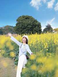 深圳｜春天提前報到·油菜花率先開滿園