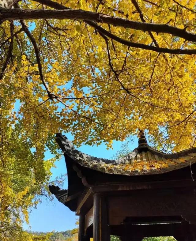 隨州千年銀杏谷
