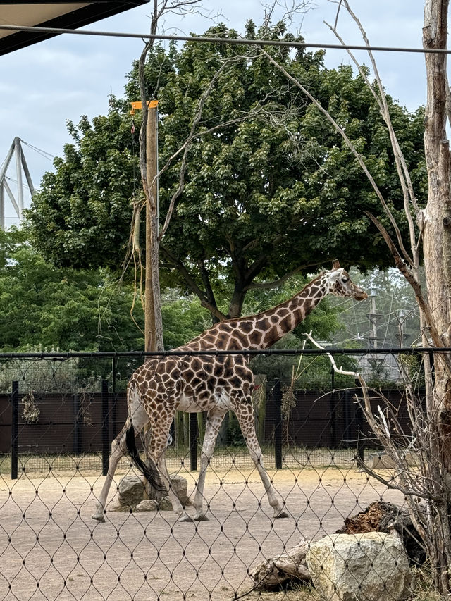 A Visit to London Zoo