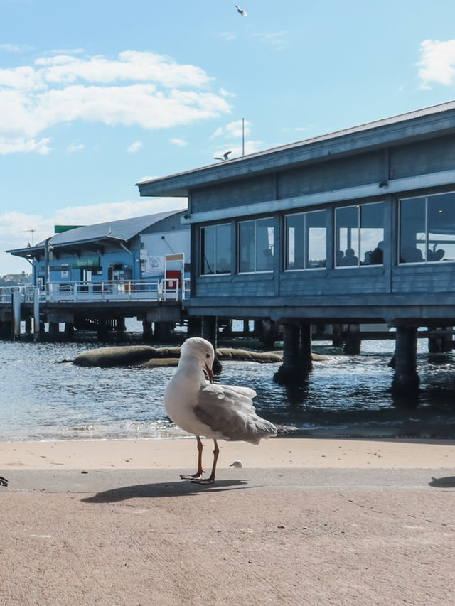 悉尼旅行必去|華生灣遊玩攻略
