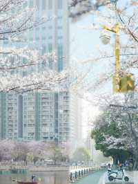 總結了近兩年武漢各個公園櫻花開放時間