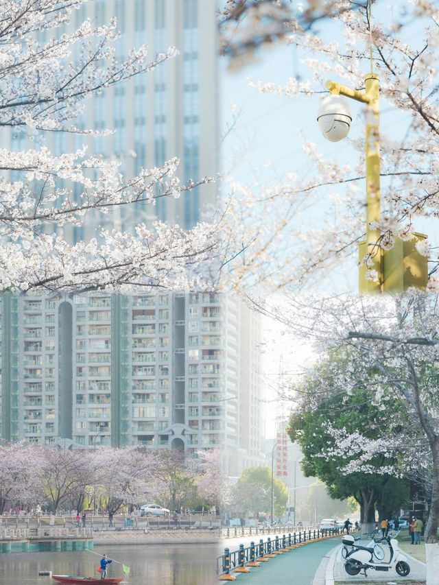 總結了近兩年武漢各個公園櫻花開放時間