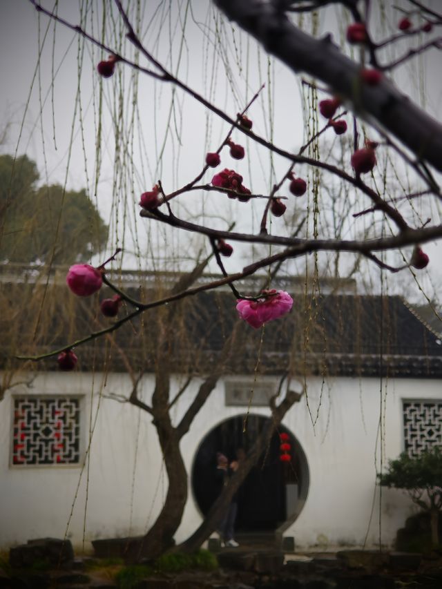 下雨天和園林更配哦-可園拍照打卡攻略