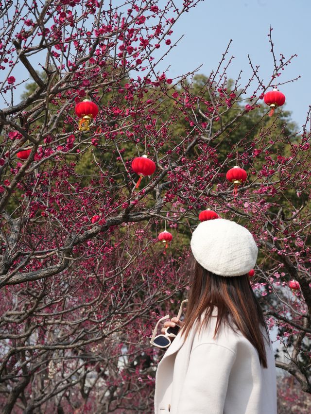 上海賞梅遊記·世紀公園梅花盛放中🌸