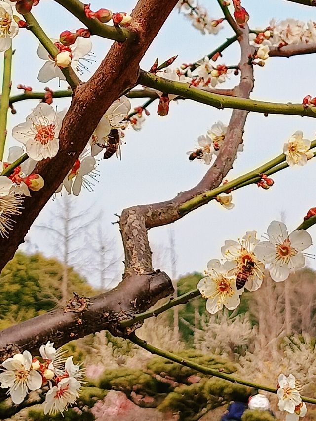 上海，仲去世紀公園？莘莊梅園靚到暈！