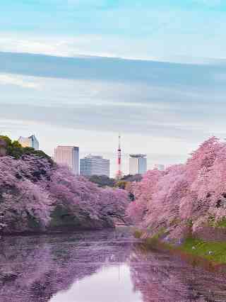 2026 Recommended Cherry blossom viewing in Roppongi (Updated July