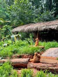 聽勸！不要輕易來雲南野生動物園！因為…