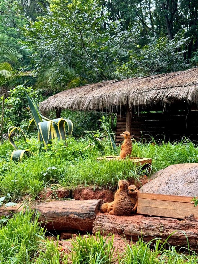 聽勸！不要輕易來雲南野生動物園！因為…