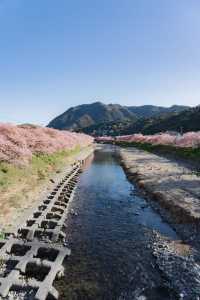 2025伊豆河津櫻賞花旅行攻略（交通看點）