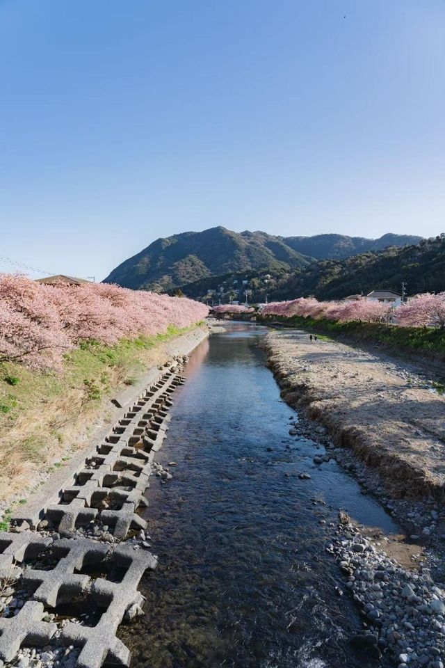 2025伊豆河津櫻賞花旅行攻略（交通看點）