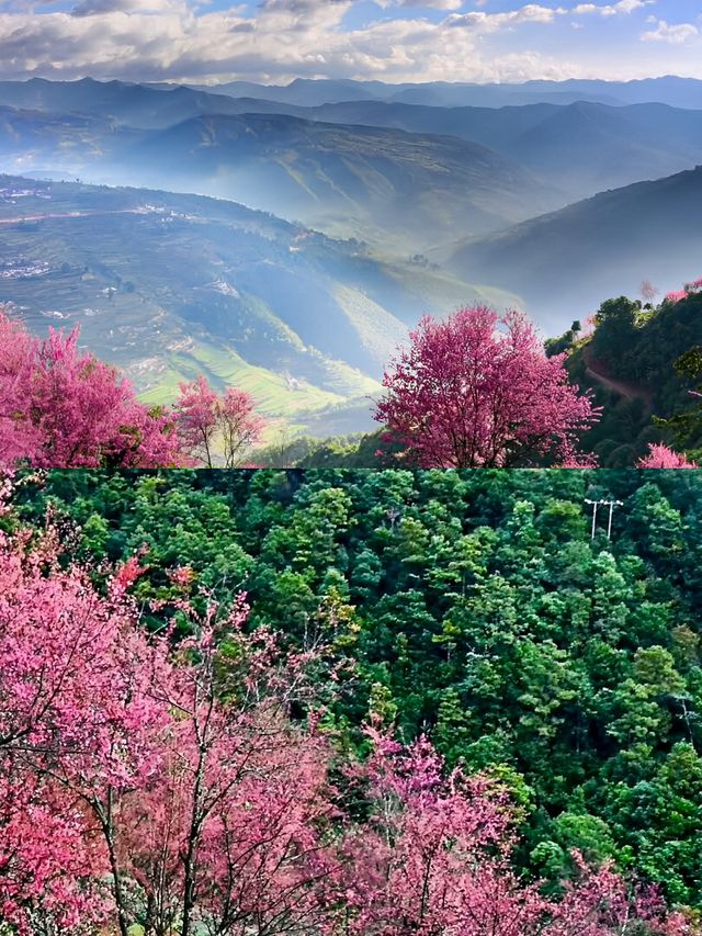 不小心掉進了無量山的花海裡面！
