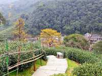 去梅家塢喝茶賞花吧