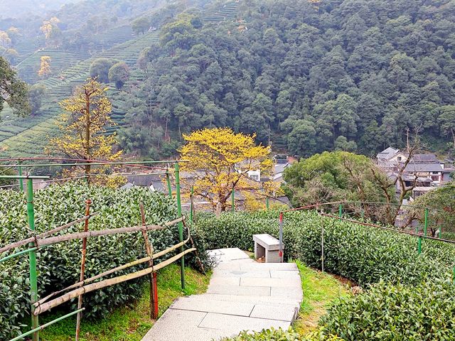 去梅家塢喝茶賞花吧