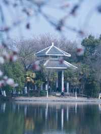 合肥的杏花要開在杏花公園，才算對味！