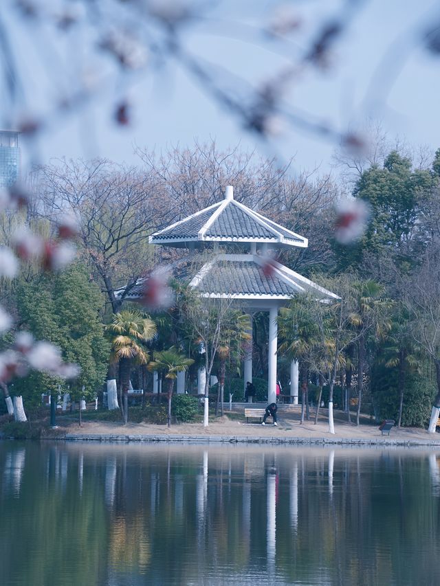 合肥的杏花要開在杏花公園，才算對味！