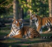 去萊比錫動物園怎麼玩？