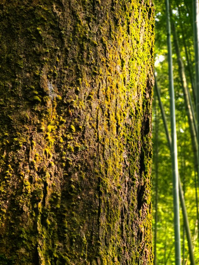 雲棲竹徑｜一場與自然嘅私密對話