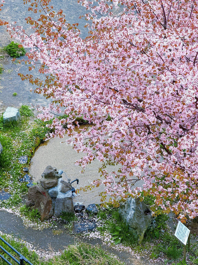 🌸邂逅室蘭，藏在北海道的粉色綺夢