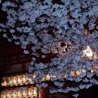 🌸追櫻地圖 | 日本的春天，是一萬次的春和景明