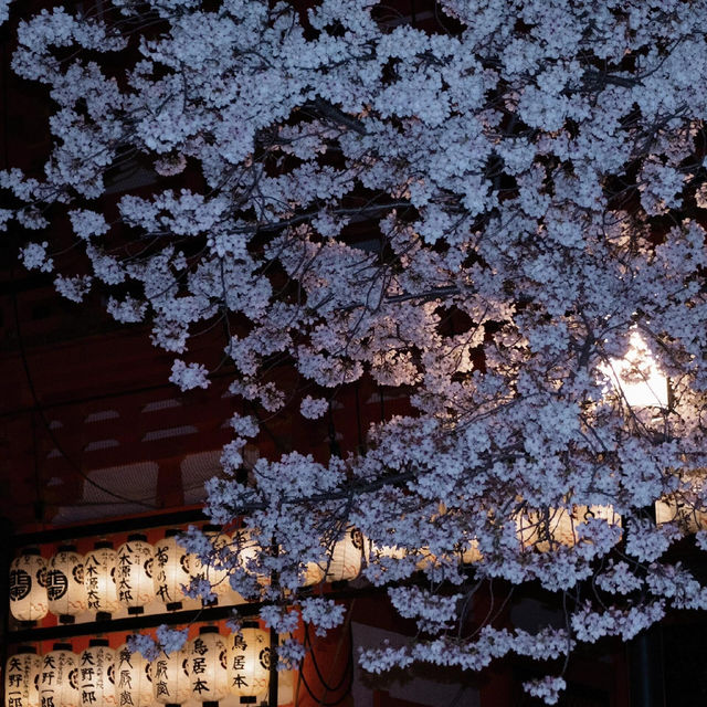 🌸追櫻地圖 | 日本的春天，是一萬次的春和景明