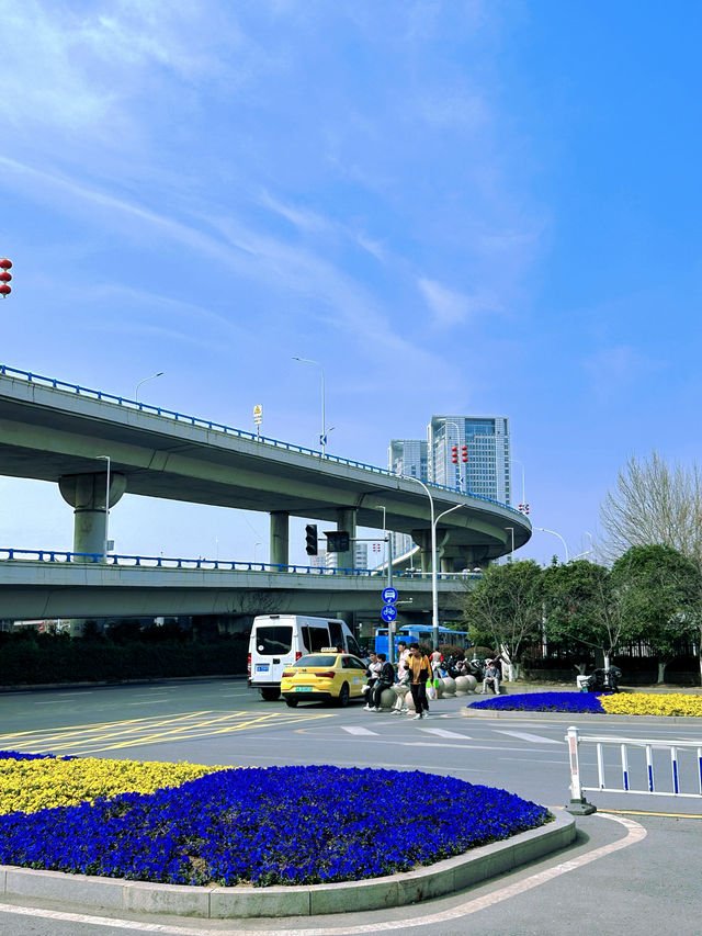 春日賞花記：南京林業大學櫻花之旅