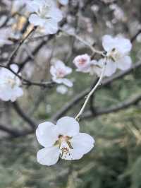 紫竹院賞山桃花～
