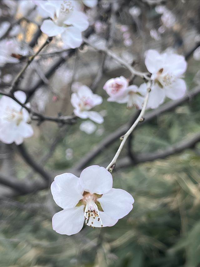 紫竹院賞山桃花～