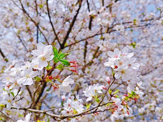 誤入現實版莫奈花園 武漢小眾賞櫻新地標