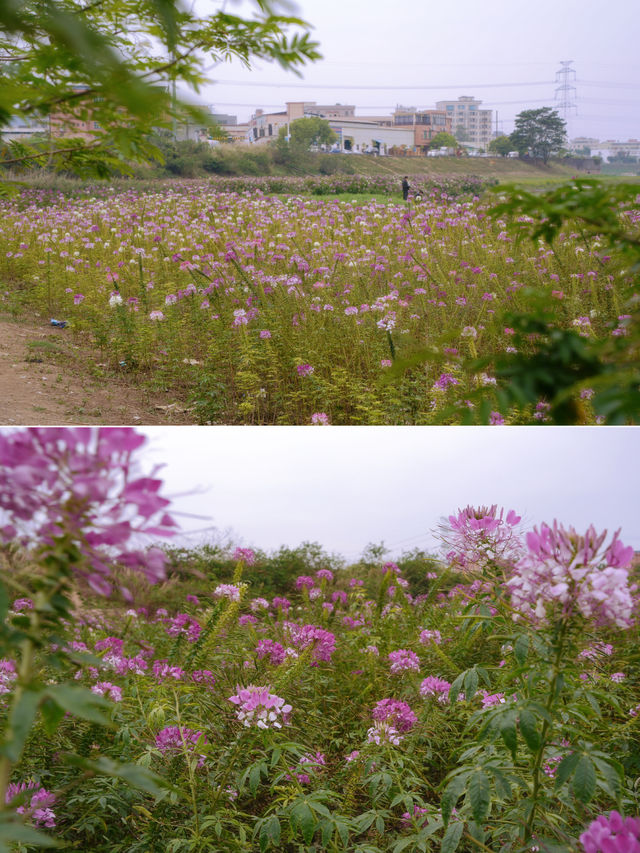 東莞春天｜東莞的一片無人野生紫色花海