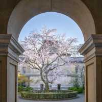 京都🌸3條此生必走的City Walk賞櫻路線