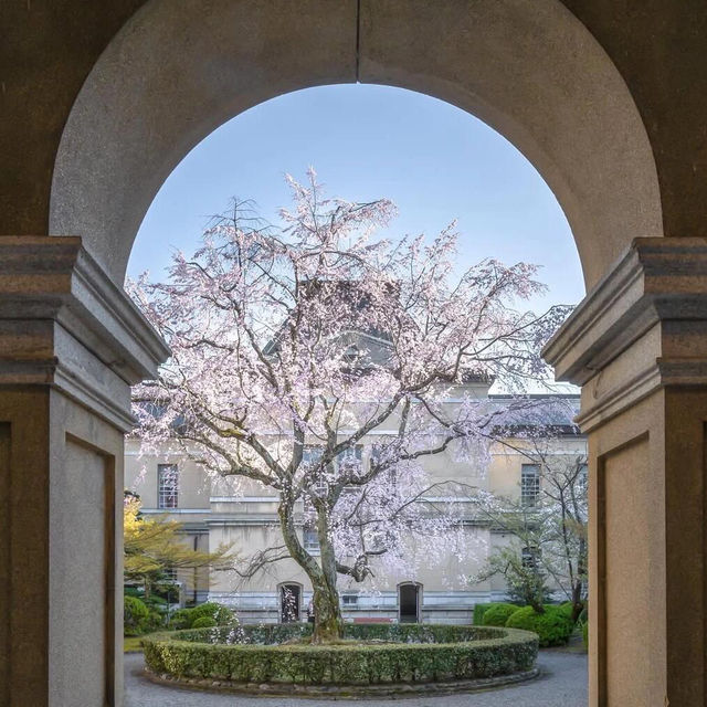 京都🌸3條此生必走的City Walk賞櫻路線