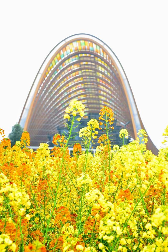 成都｜農博園七彩油菜花田