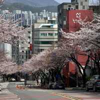 🌸釜山嘅櫻花季，浪漫到暈陀陀🌸