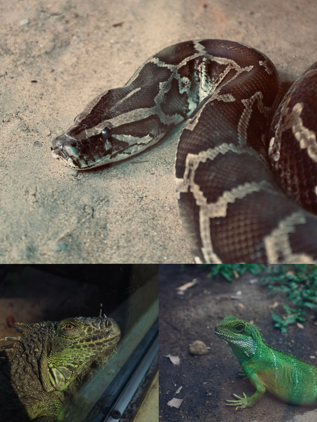 胡志明西貢動物園及其周邊