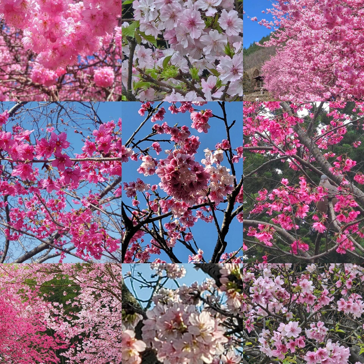 🌸ฤดูซากุระบานของไต้หวัน ตั้งแต่เดือนมกราคมถึงเมษายน จุดชมซากุระบาน 24 แห่ง