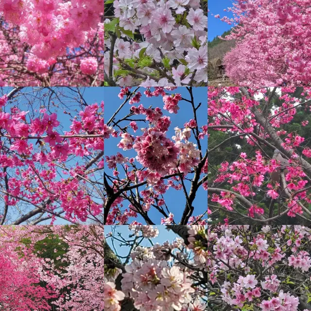 🌸台灣1-4月櫻花季，24個賞櫻景點大集合