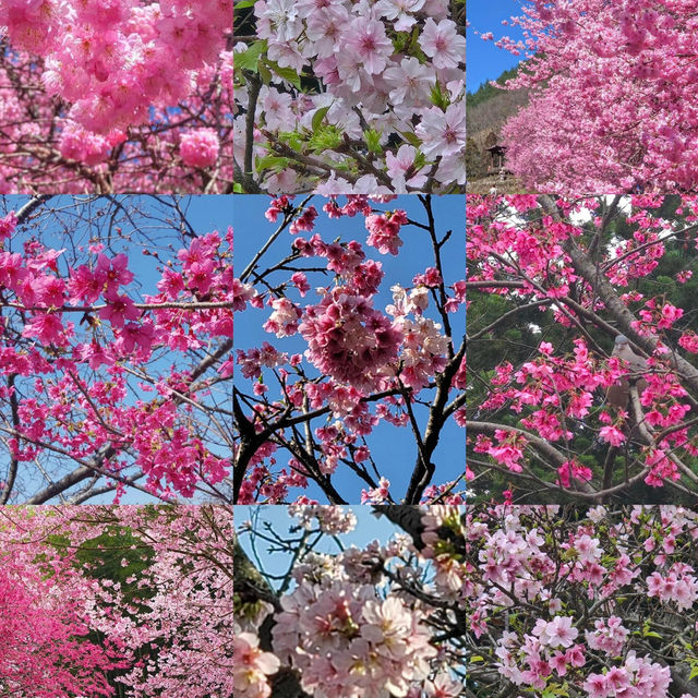 🌸台灣1-4月櫻花季，24個賞櫻景點大集合