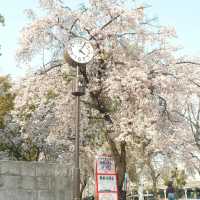 3.26🌸追櫻大成功！大阪城垂櫻已悄悄綻放