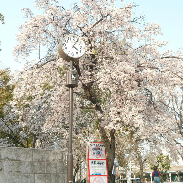 3.26🌸追櫻大成功！大阪城垂櫻已悄悄綻放