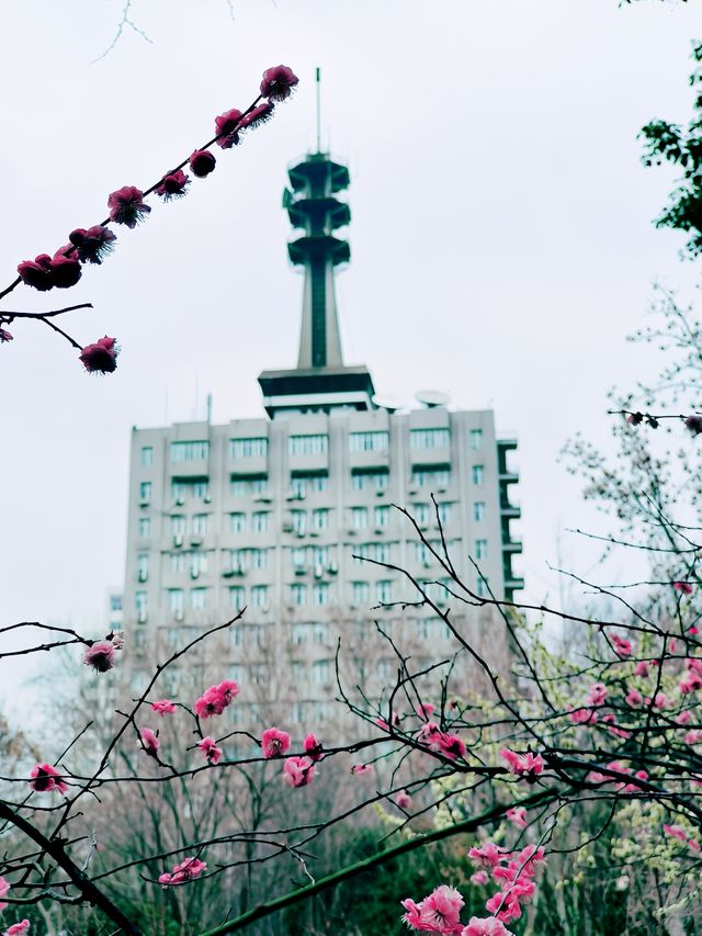 鄭州｜紫金山公園｜春日限定｜梅櫻共舞嘅浪漫奇遇