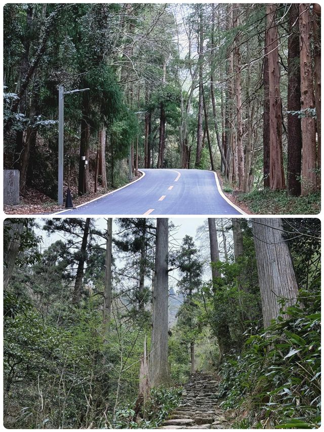 佛系吸氧天花板！天目山保姆級避坑攻略